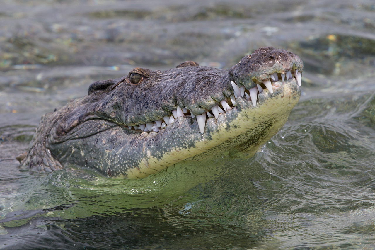 2016 American Crocodile Expedition