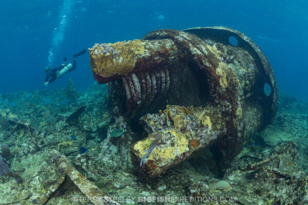 Image of Ginger Scout wreck