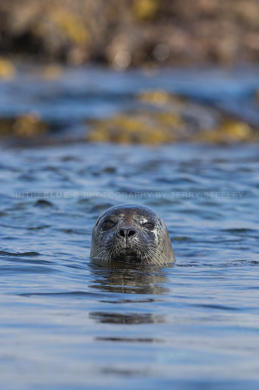 Inquisitive seal takes a peek