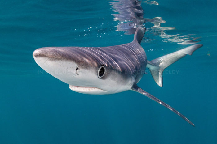 Image of a blue shark at the surface